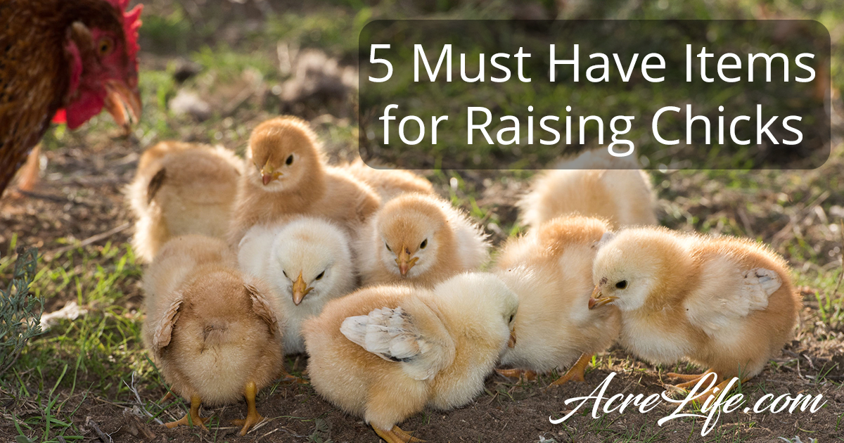 5 Must Have Items For Raising Baby Chicks - Acre Life Raising Chickens