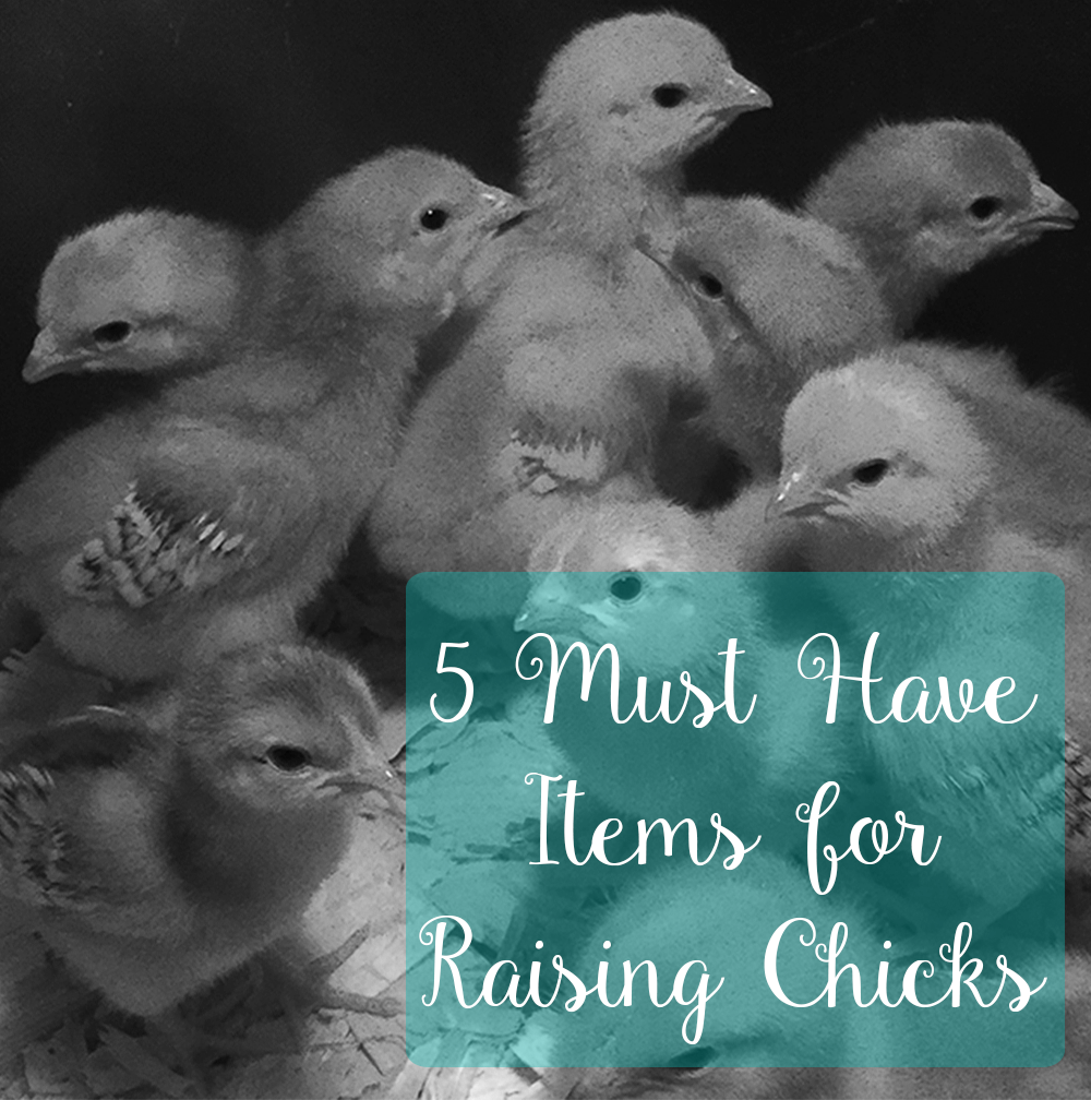 5 Must Have Items for Raising Chicks