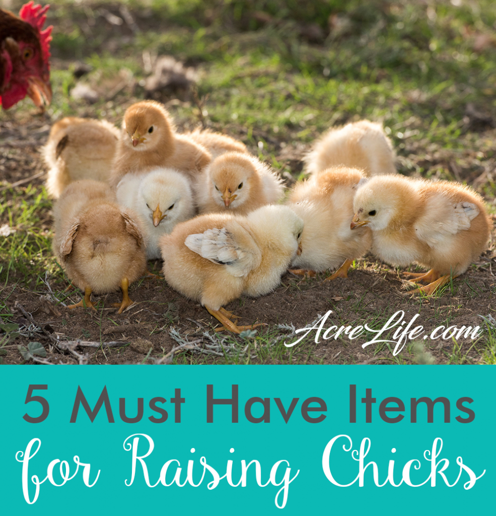 5 Must Have Items for Raising Chicks