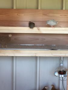 Poop Deck in the Chicken Coop - AcreLife