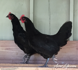 Black Autralorp Chickens - Acre Life
