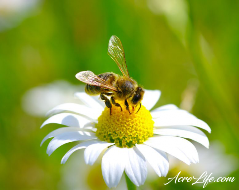 Bee Harvesting Pollen from a Chamomile Flower AcreLife