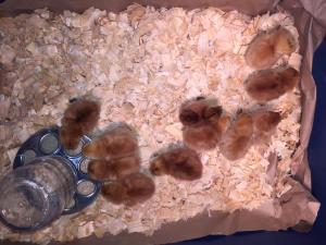Baby Chicks Learning to Eat - AcreLife