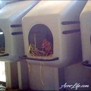 Chicken nesting box - Acre Life