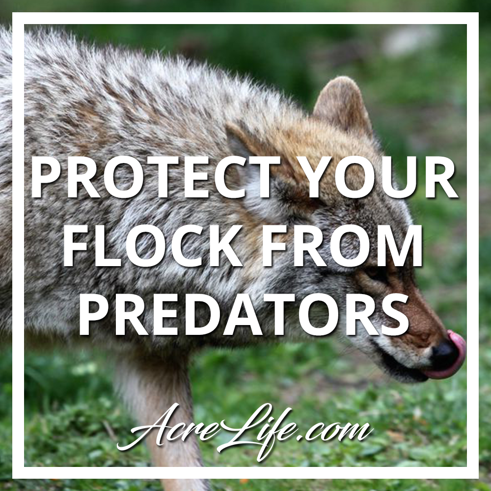 How to identify predators and protect your chickens.