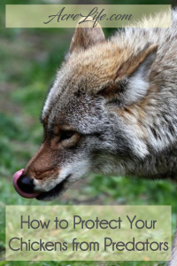 Protect your chickens from predators