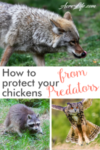 How to protect your chickens from predators