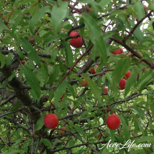 Oklahoma Sand Plums - AcreLife