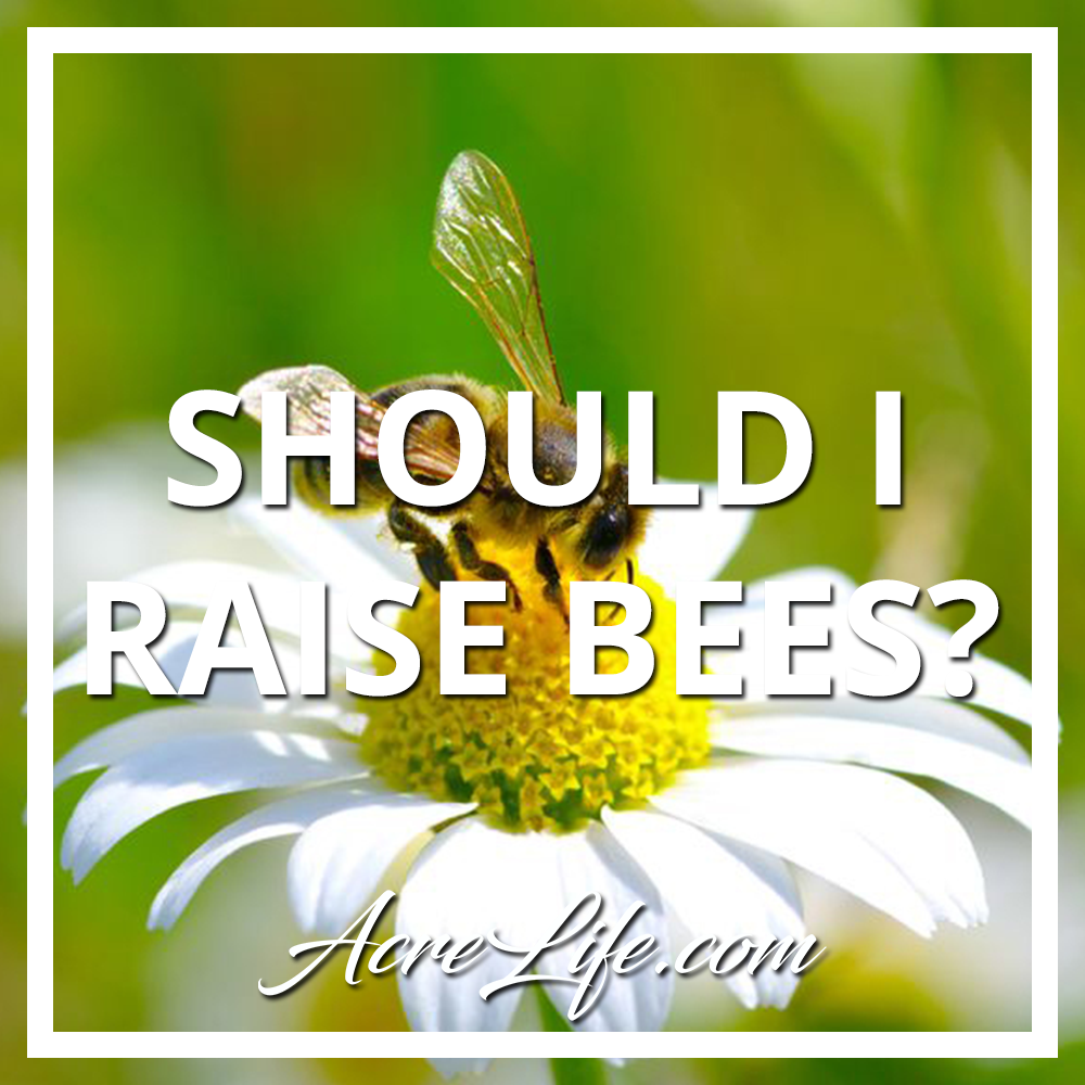 Should I be a beekeeper?