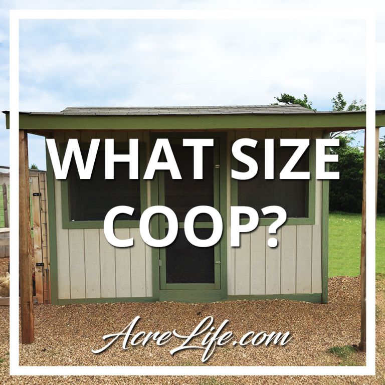 What Size Chicken Coop Do I Need? Easy to Follow Checklist Acre Life