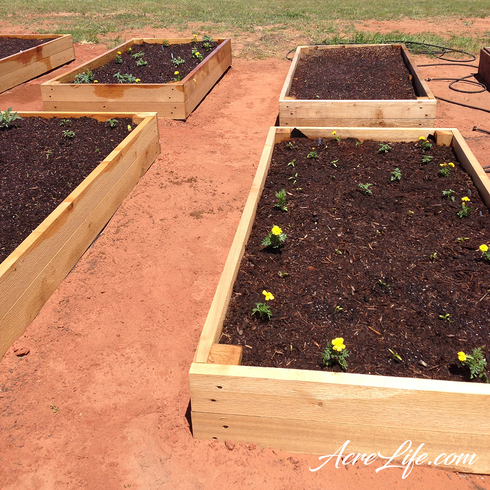 Raised Garden Beds First Planting AcreLife Acre Life