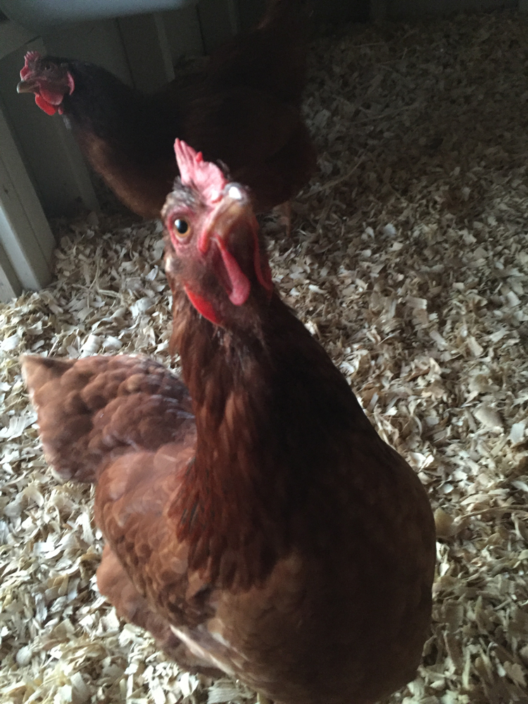 Cinnamon Red Chickens AcreLife