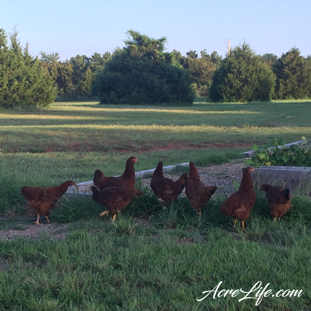 What Size Chicken Coop Do I Need?