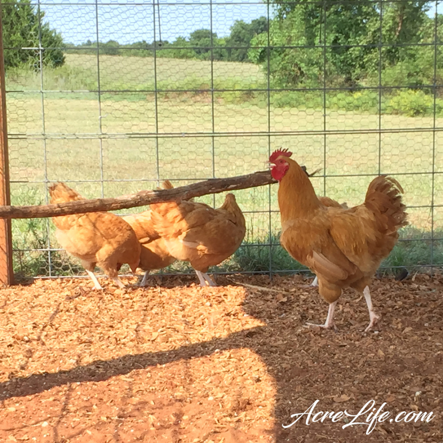 Do I Need a Rooster or Can the Hens Take Care of Themselves?