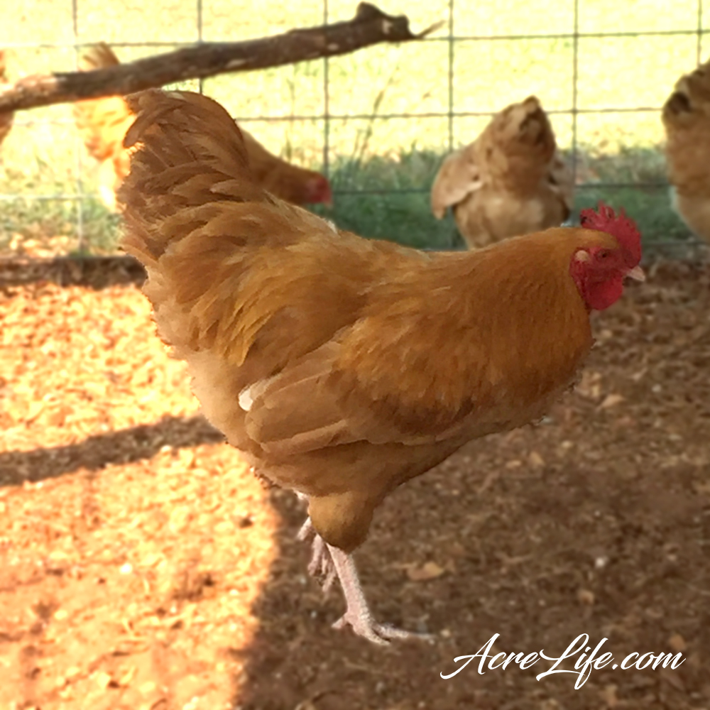 Do I Need a Rooster or Can the Hens Take Care of Themselves? - AcreLife