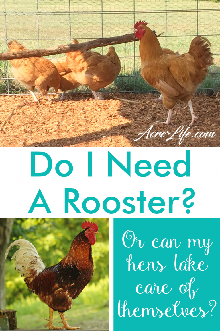 Do I Need a Rooster or Can the Hens Take Care of Themselves?