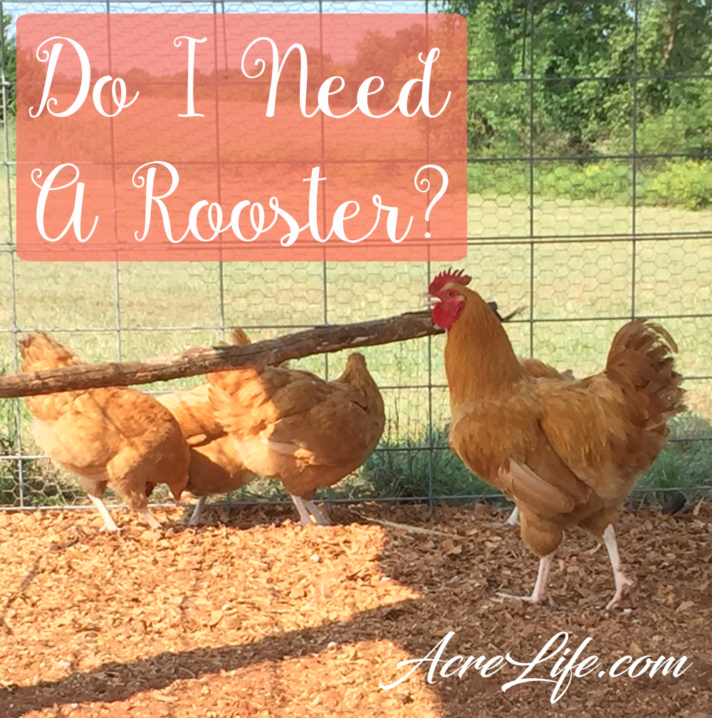 Do I Need A Rooster - AcreLife