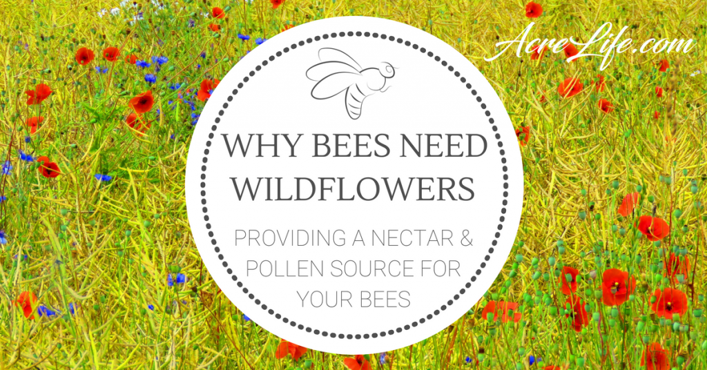 Should I plant wildflowers near the hive?
