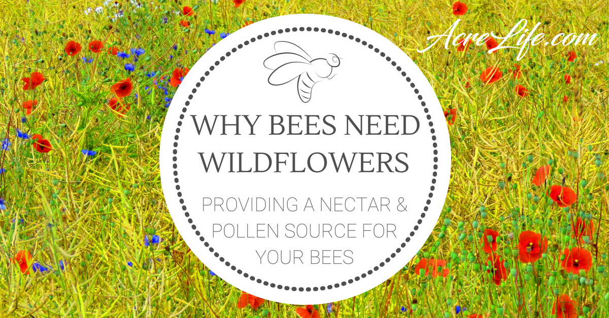 Why Bees Need Wildflowers - Acre Life