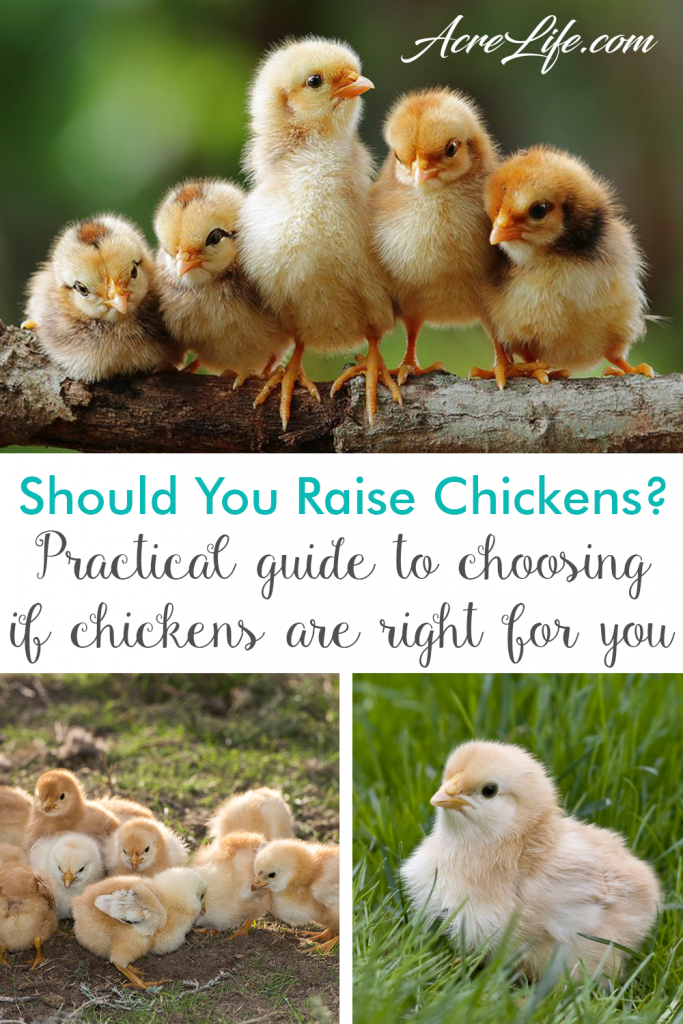 Should You Raise Chickens? Practical guide to choosing if chickens are right for you. - Acre Life