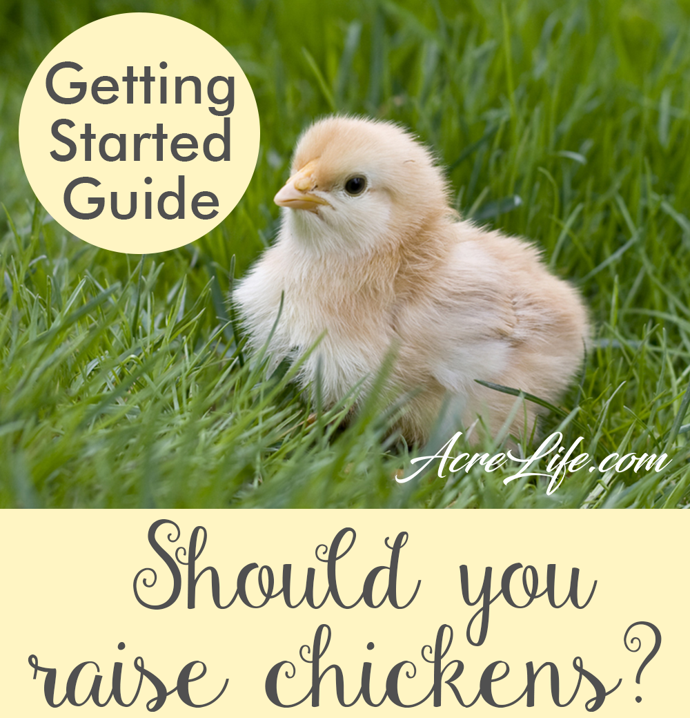 Should You Raise Chickens? Practical guide to choosing if chickens are right for you.
