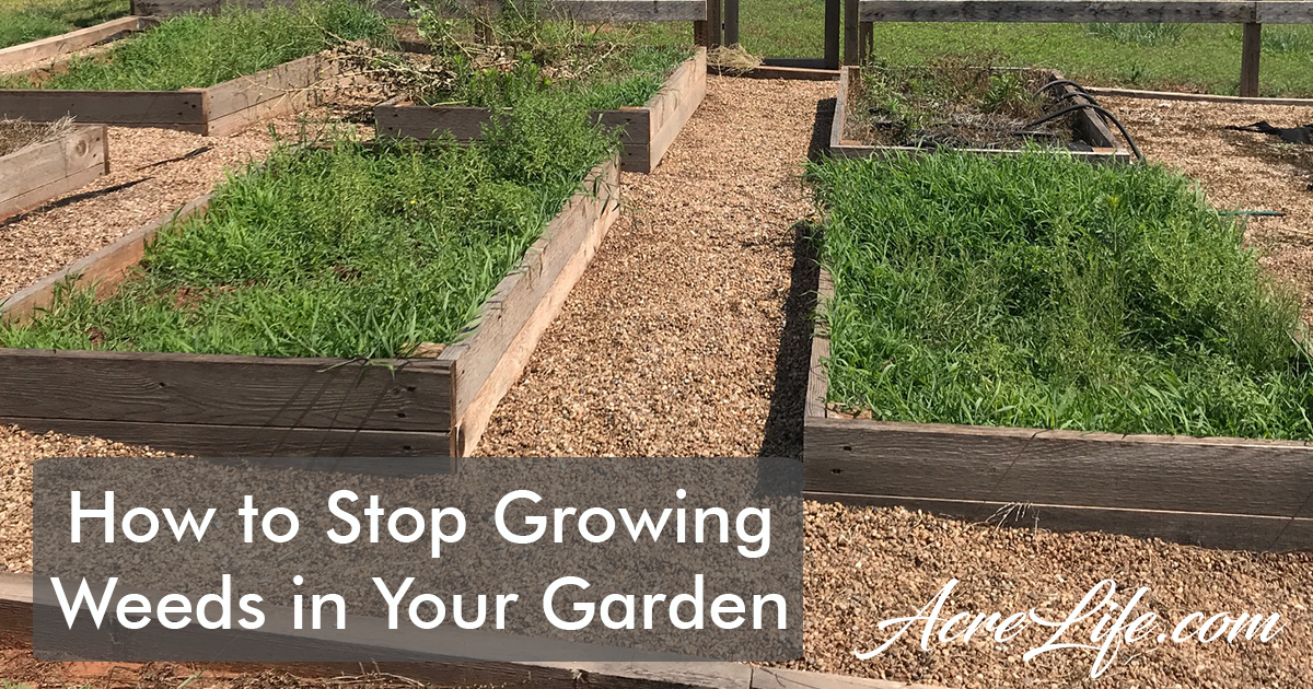 How to Stop Growing Weeds in Your Garden