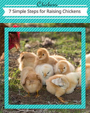 7 Simple Steps for Raising Chickens is an easy to follow guide for starting your first flock.