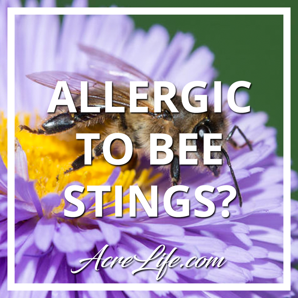 How to know if you are allergic to bee stings