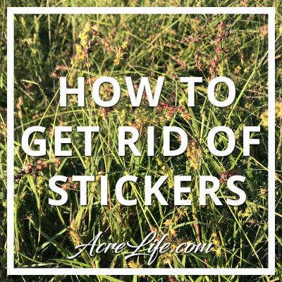How to Get Rid of Stickers or Sand Burrs
