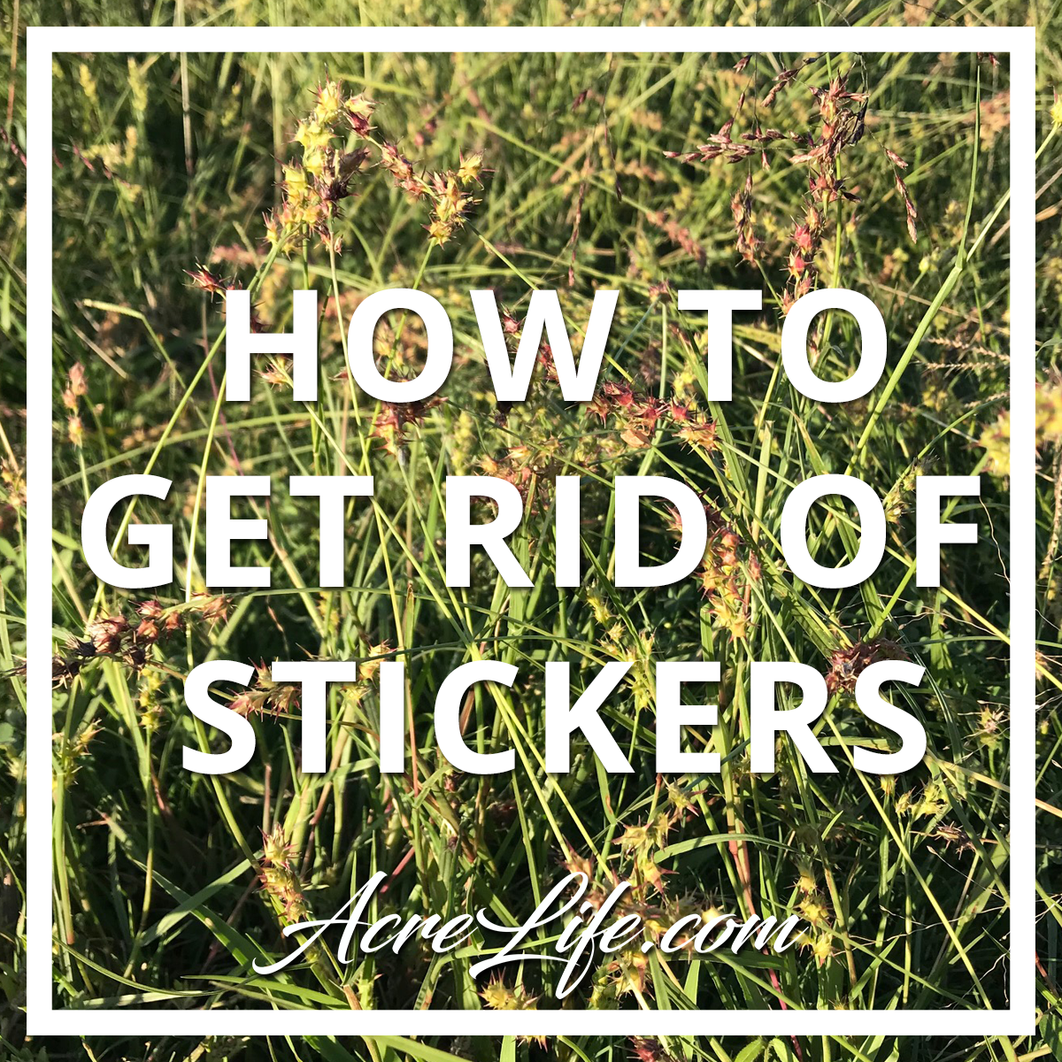 How To Get Rid Of Stickers - Acre Life