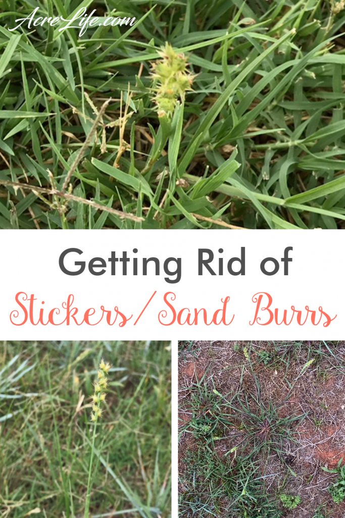 Get Rid Of Stickers Or Sand Burrs, Will Roundup Kill Sticker Bushes