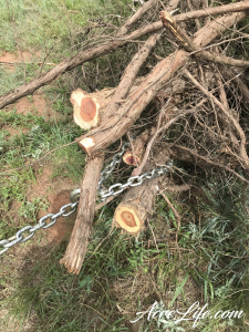 Chaining Cedar Branches - Acre Life