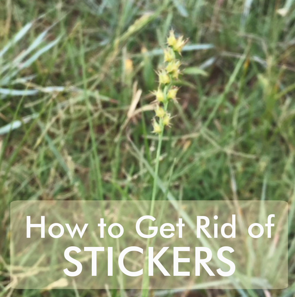 Get Rid Of Stickers Or Sand Burrs, Does Roundup Kill Grass Burrs
