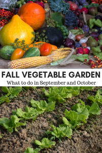 Fall Vegetable Garden - Acre Life - What to do in your garden in September and October