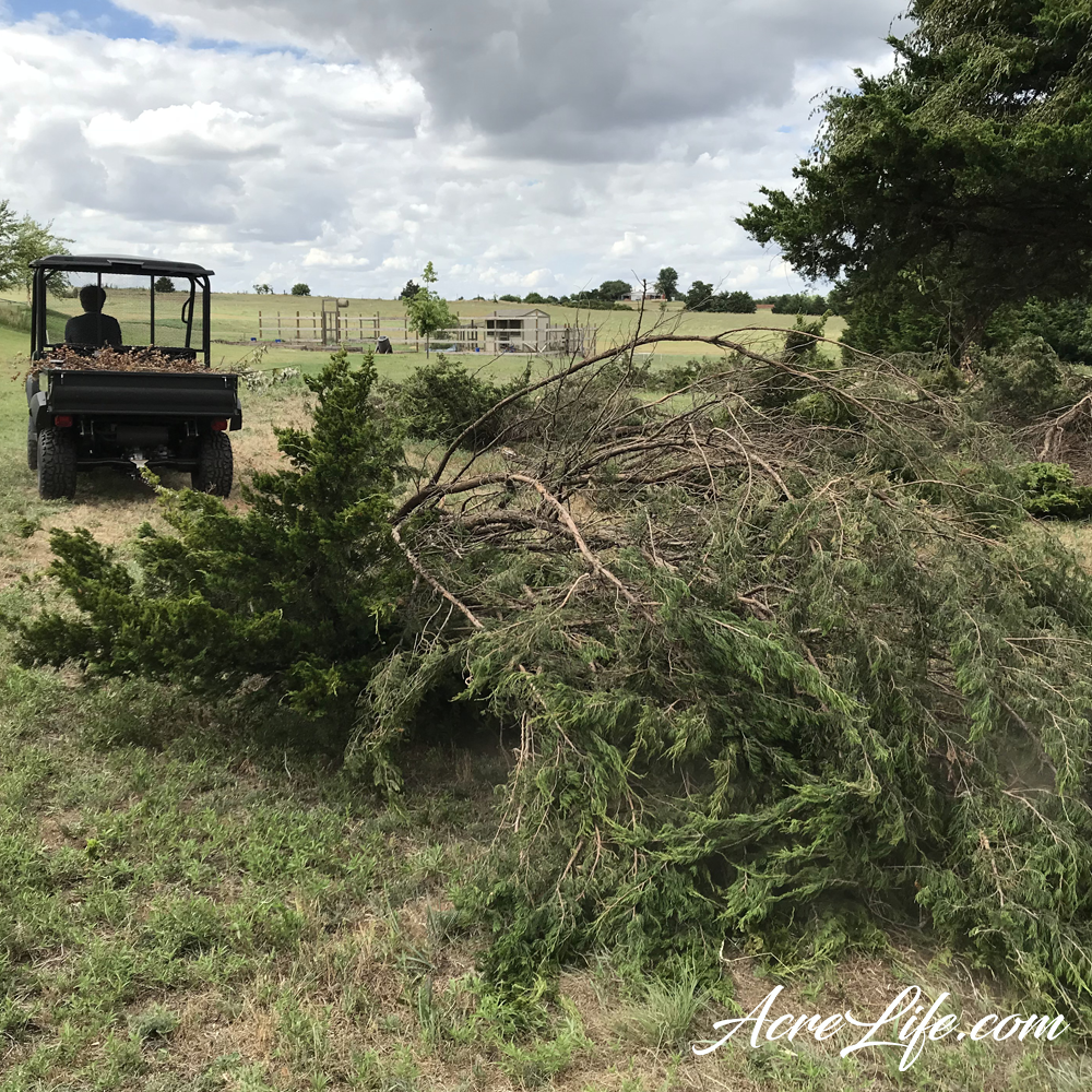 Hauling Cedar Branches - Acre Life