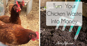 Composting Chicken Poop(Manure) - Turn Your Chicken Waste Into Money