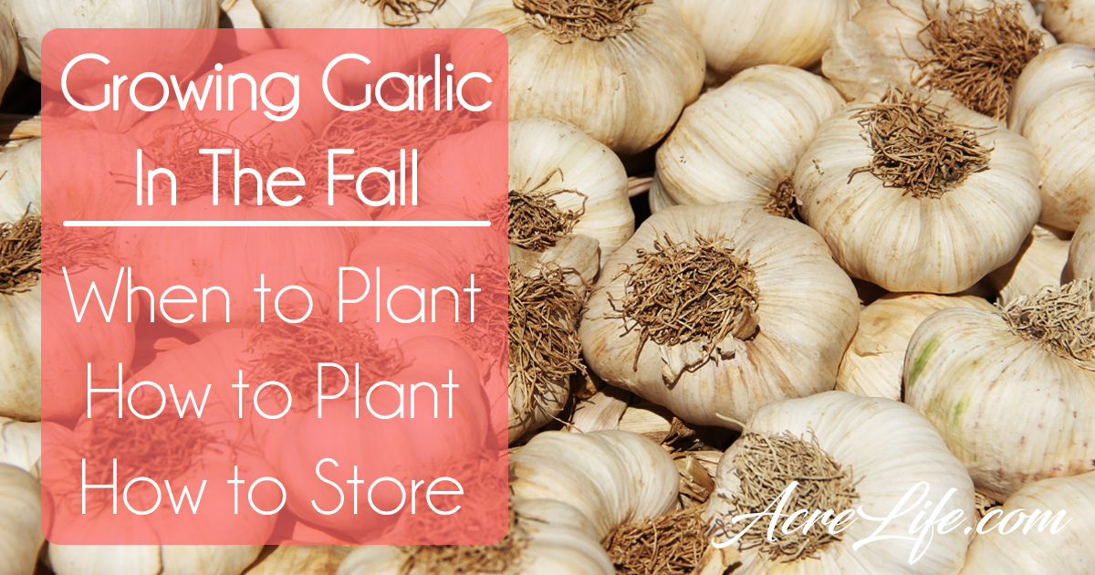Why Should You Plant Garlic In The Fall? Acre Life