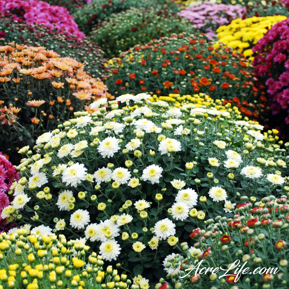 Chrysanthemums: When to Plant Garden Mums