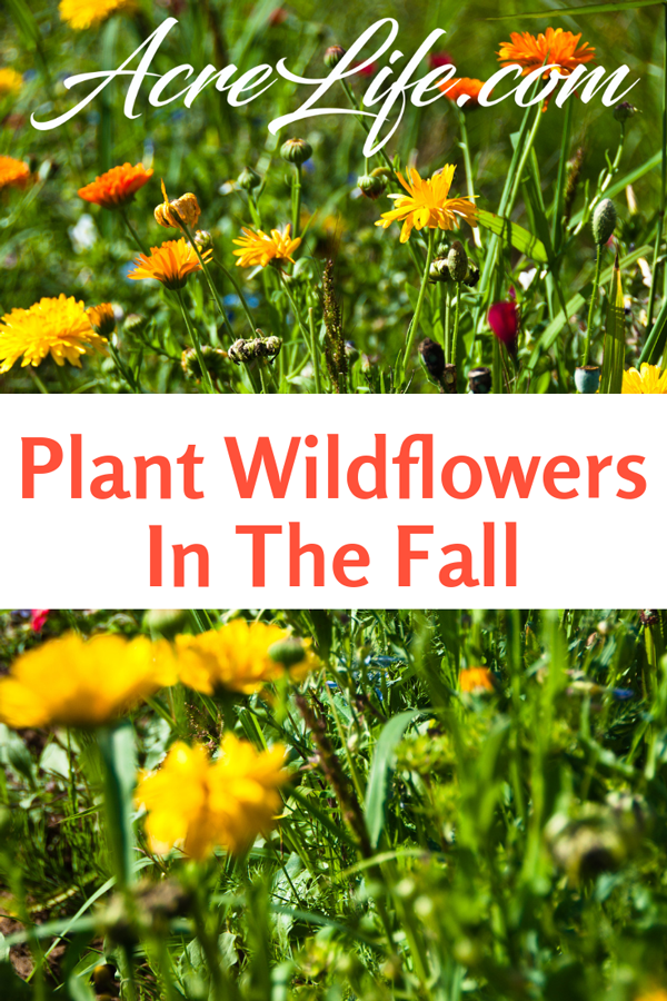 Plant Wildflowers In The Fall - Acre Life