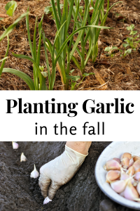 Planting Garlic in the Fall - Acre Life