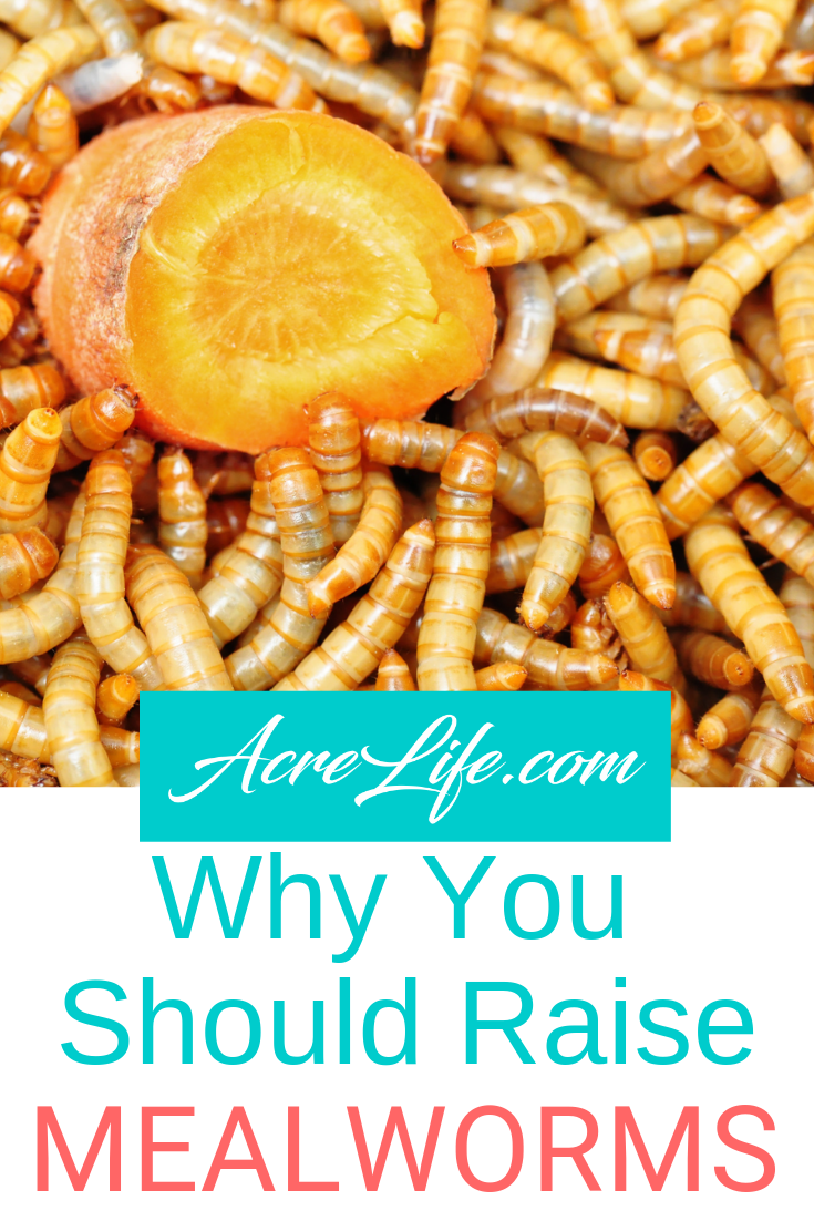 Why You Should Raise Mealworms