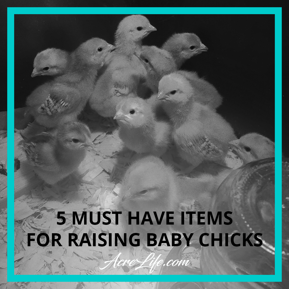 5 Must Have Items for Raising Chicks