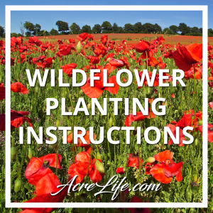 Wildflower Planting Instructions
