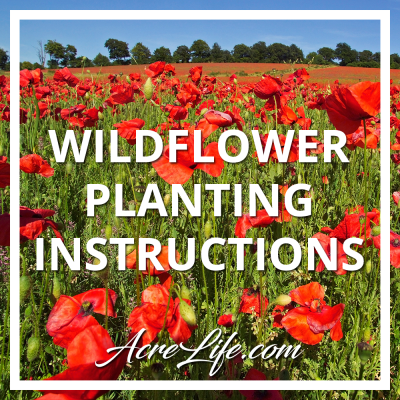 Wildflower Seed Planting Instructions