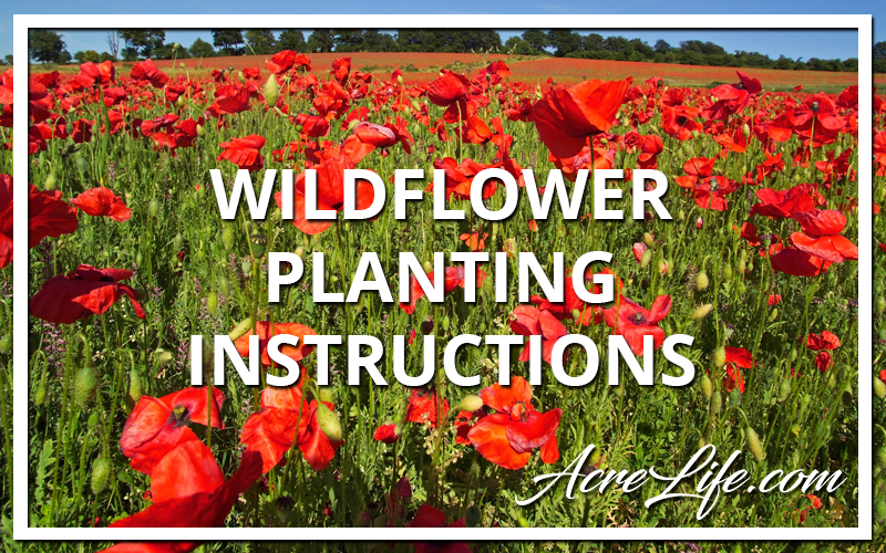 Wildflower Planting Instructions