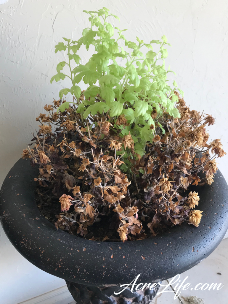 Update on my mums. Chrysanthemum new growth after surviving the winter in the garage.