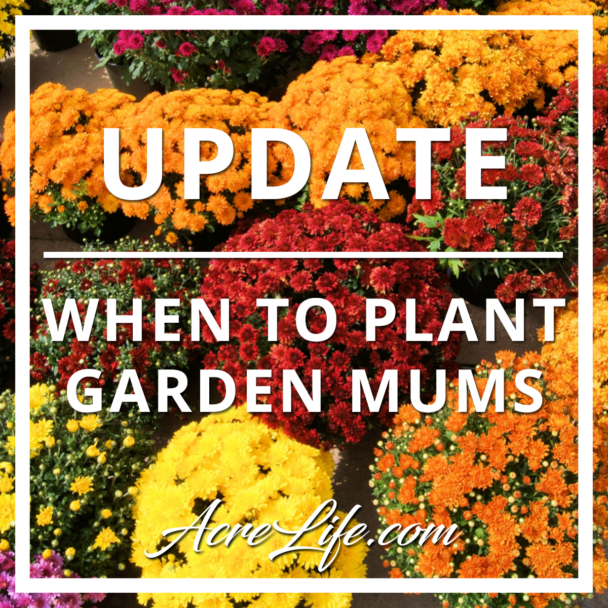 Update On When To Plant Garden Mums