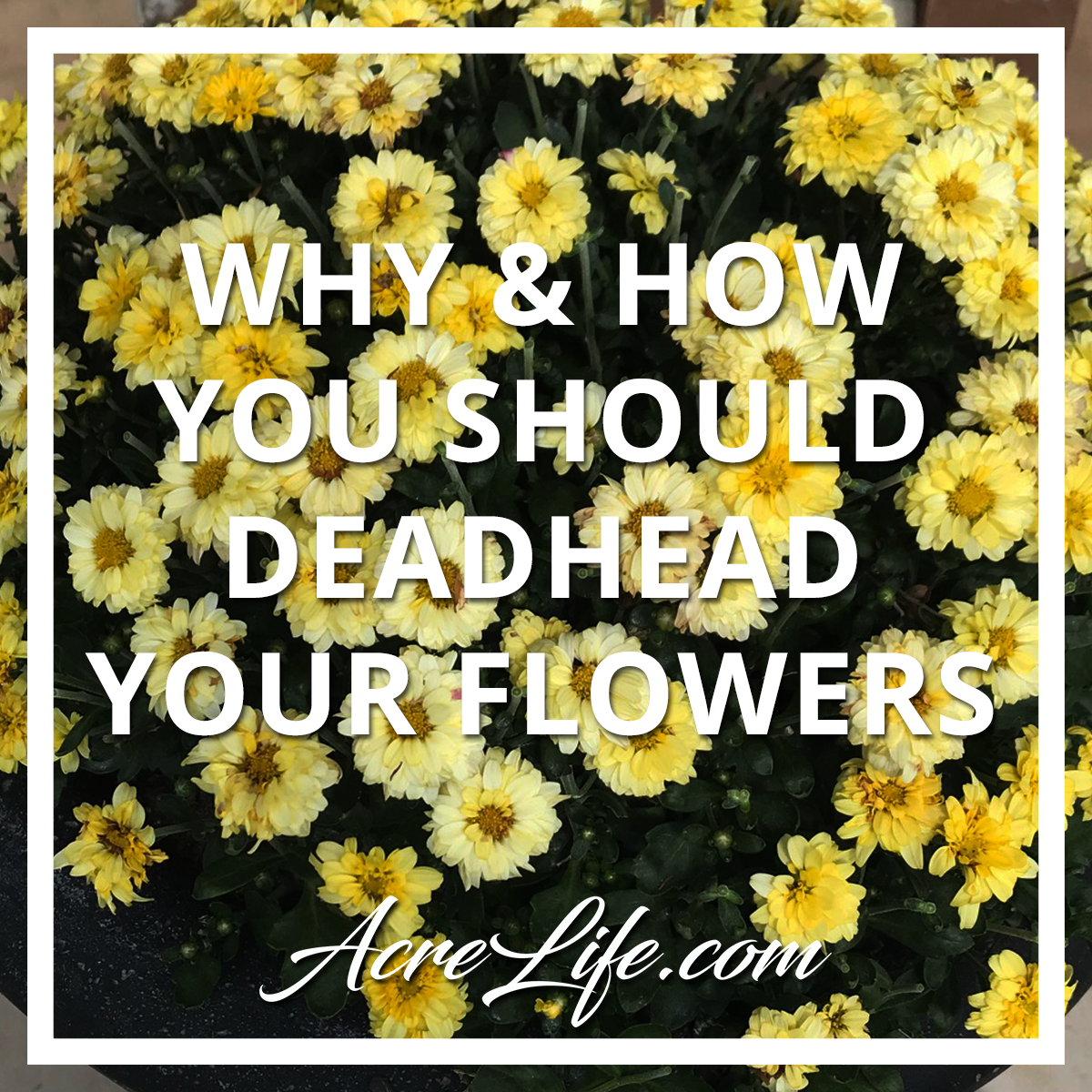 Why and How You Should Deadhead Your Flowers