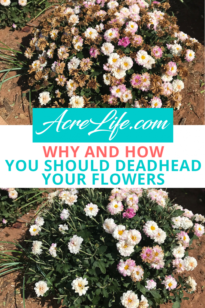 Why and How You Should Deadhead Your Flowers