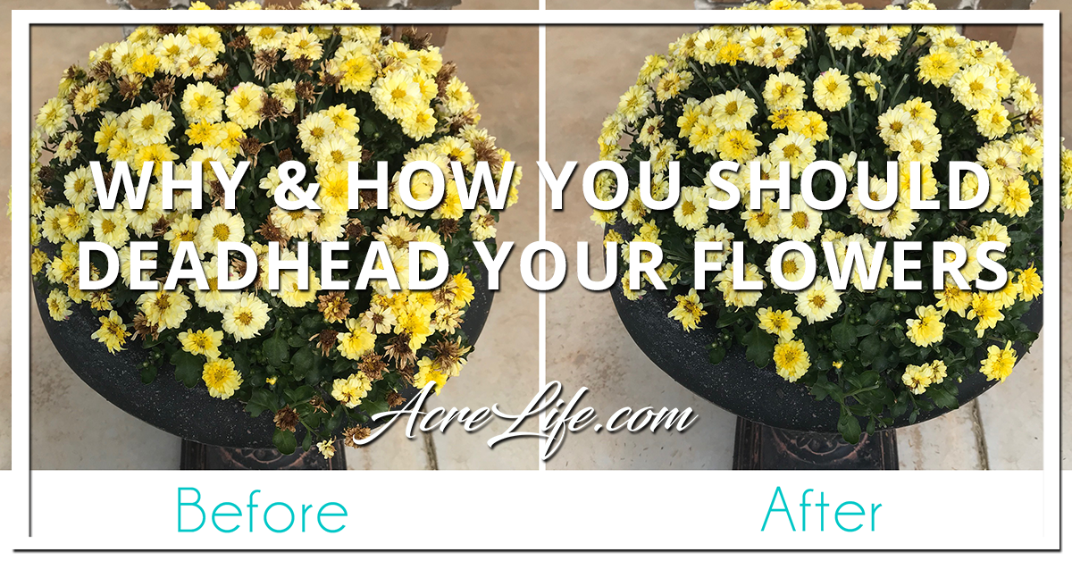 Why and How You Should Deadhead Your Flowers Acre Life